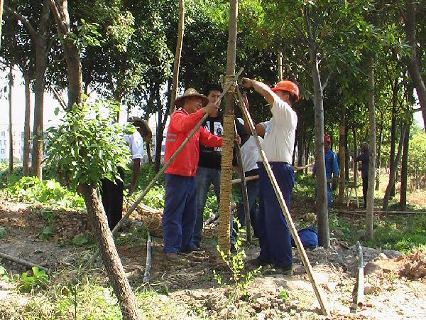 浙江：台州椒江区养护工人双节植树