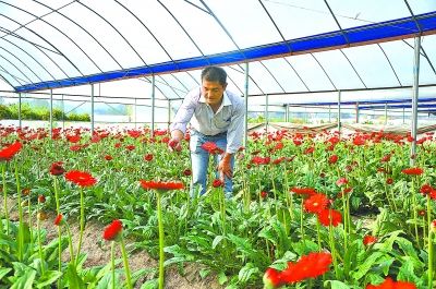 郑开红的花卉基地里，非洲菊长势正旺。