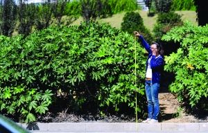 江苏：南京国展中心附近绿化带高达2.3米 超出标准