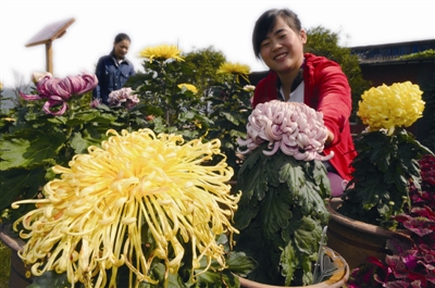 浙江：温州丽岙馨博园菊花展开展