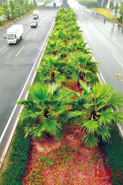 荔园路像森林大道