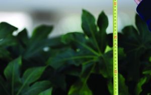 江苏：南京国展中心附近绿化带高达2.3米 超出标准