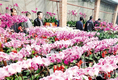 山西：太原市晋源区世纪青花卉基地