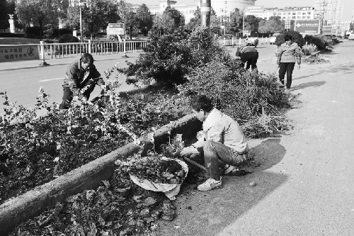 浙江：永康市区绿化带换“新衣”