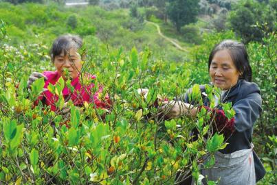 宜宾赵场借力栀子花节 村民年均收入超7千