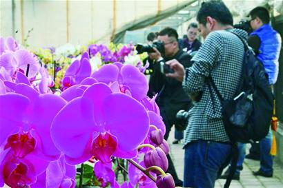 盛开的蝴蝶兰吸引了市民前来观赏