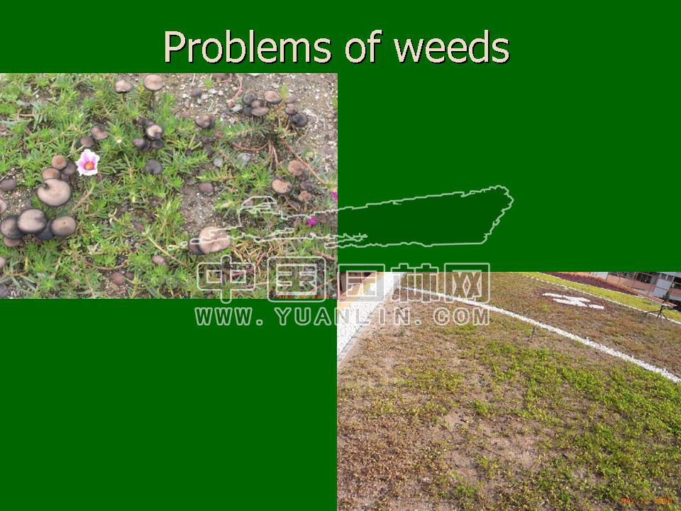 Green roof project presentation of Toronto
