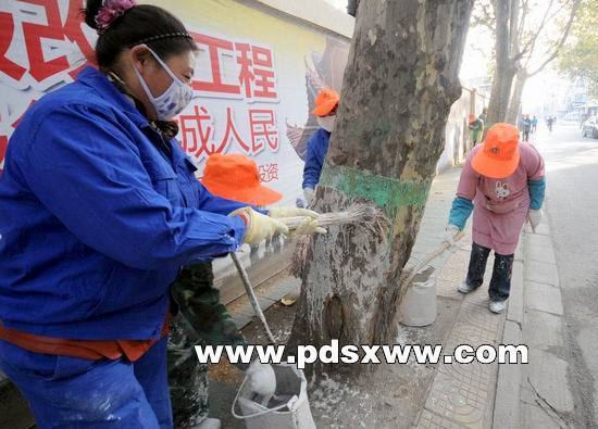 平顶山市园林绿化人员为千余棵行道树刷白预防虫害