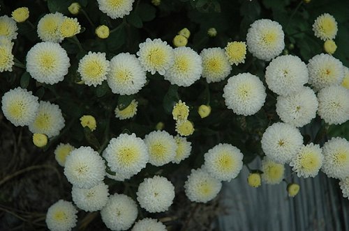 开白花的杭菊，在台东并不多见。