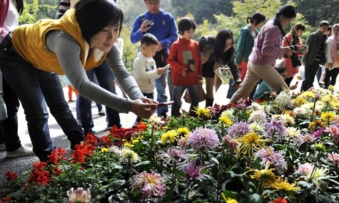 湖南：长沙市麓山景区举行金秋菊花展