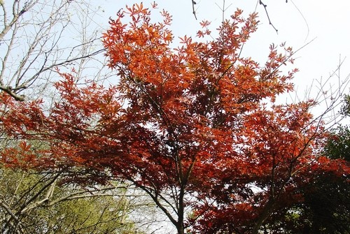 鸡爪槭Acer palmatum
