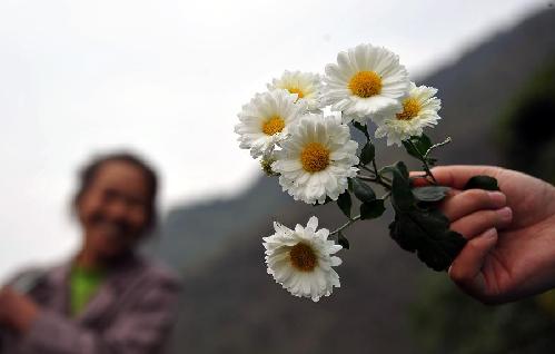 湖南郴州：生态“高山菊”成就村民致富梦