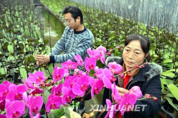 示范园内的农业工人在查看蝴蝶兰的生长情况