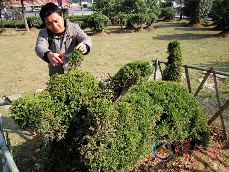 湖北：襄阳生肖植物现身游园（图）