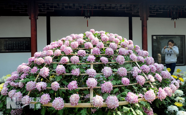 江苏：姑苏虎丘山景区立冬菊花香