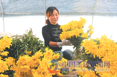 11月26日，在沙门茹苑有限公司花圃里，花农项金荣正在遮阳棚下整理菊花。