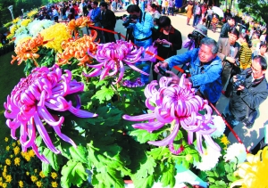 南宁市首届菊花展昨拉开帷幕