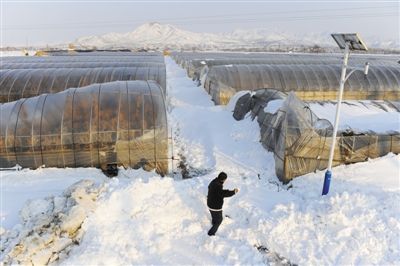 昨日，延庆杨户庄村，一名村民在蔬菜大棚前铲雪。该村因大雪致100多个蔬菜大棚垮塌。