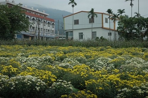  今冬杭菊花开略迟，台东县卑南乡已见漂亮花田。