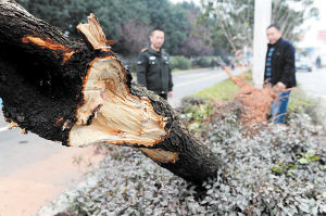 一棵栽种了10年的香樟被掀翻在地