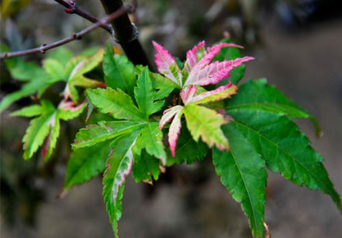 江苏：南京中山植物园引进红叶新品种 周末赏枫最佳