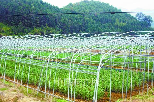 福建南平农户自建多层膜来保温（图）