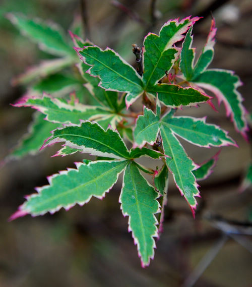 江苏：南京中山植物园引进红叶新品种 周末赏枫最佳