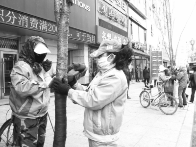 通化市绿化处做好保暖工作 排排树木穿“新衣”