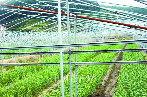 福建南平农户自建多层膜来保温（图）
