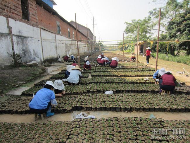 广西：江滨所种下3万盆迎春菊花（图）