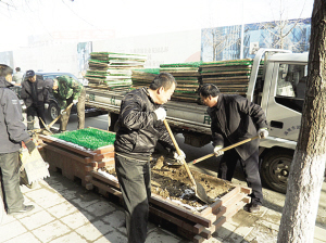 海城市永安路花坛铺设绿色人工草坪（图）