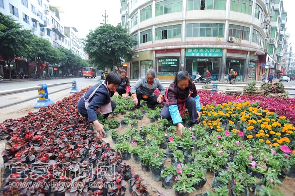 花坛扮靓城市