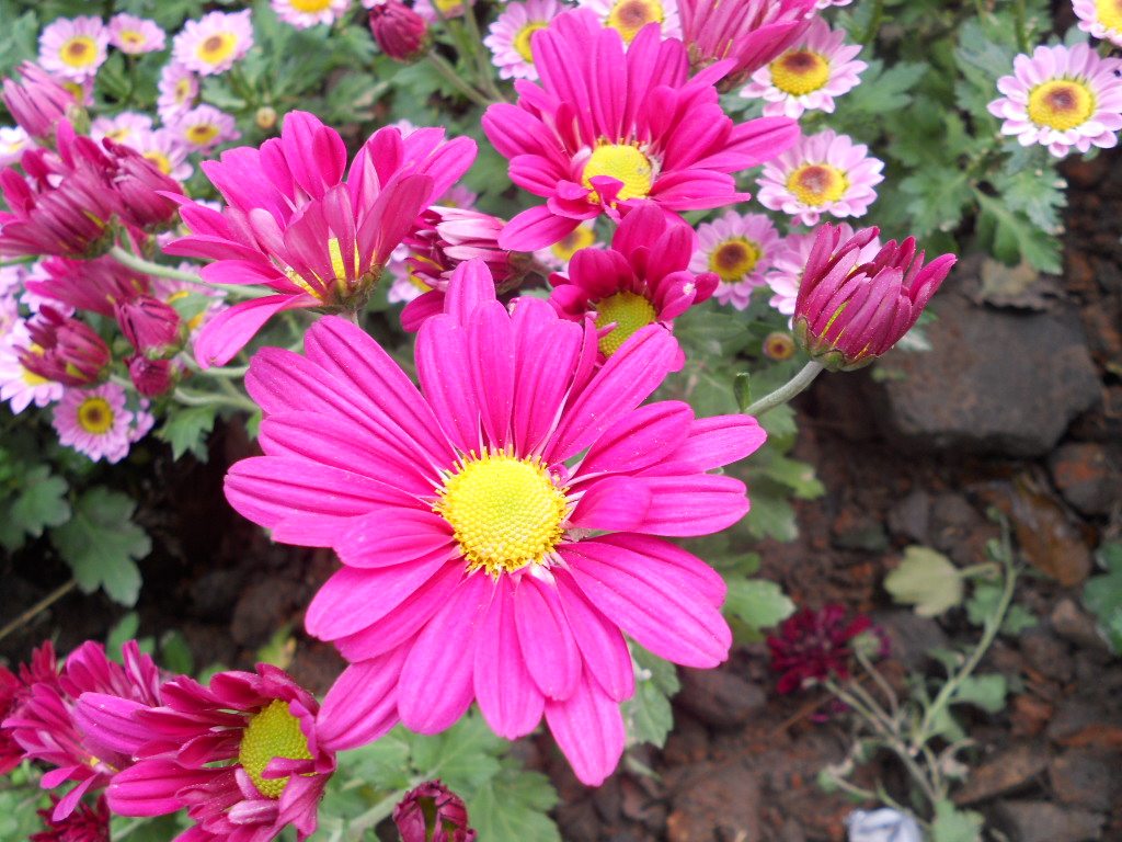 杭州金秋菊花展 花开堪折时 赏花请护花