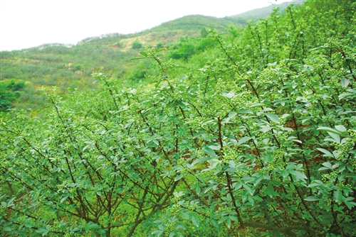 江津区花椒基地