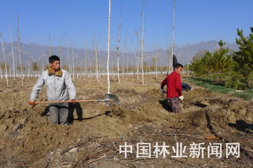 在延庆县蔡家河项目区，园林工人正在挖坑补种树木