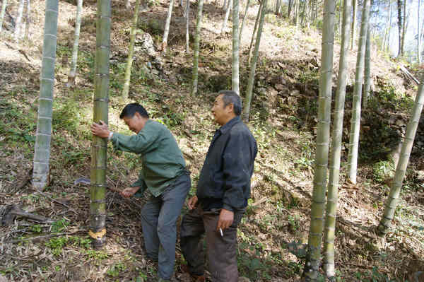 浙江省庆元县森防站开展竹子病害防治指导工作