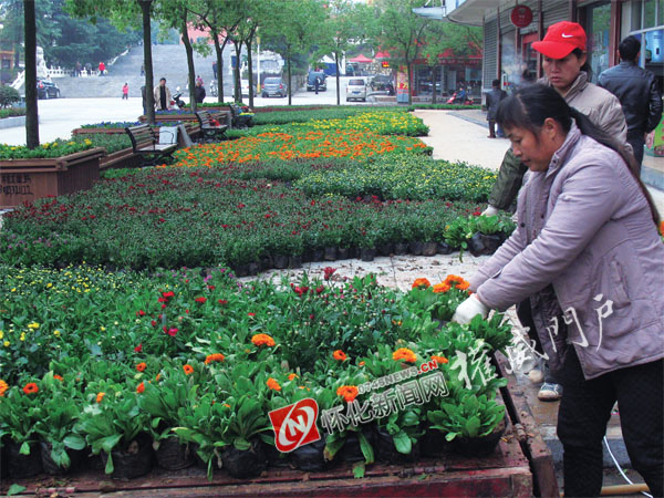 工人们忙着栽植怒放的菊花、石竹等花卉