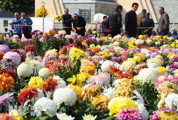 江苏太仓：农民自办菊花展 千盆菊花争斗艳