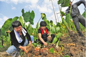 从上月起，奉化芋农已经开挖芋艿头