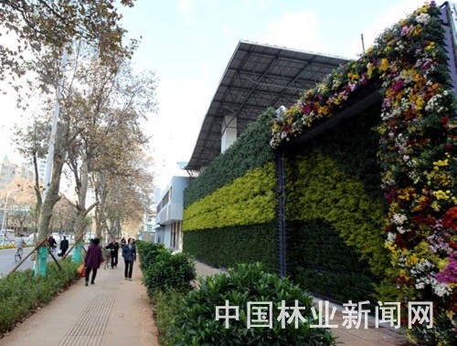 昆明街头的“闻香花墙”