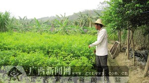 颜承雄每天的工作就是侍弄他的土沉香树苗。