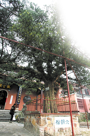 古麓山寺1500年的罗汉松为目前长沙最老的古树