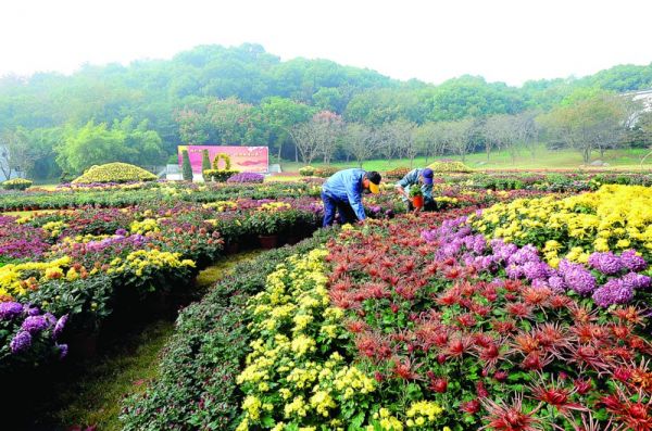 苏州上方山森林公园菊花展即将开幕