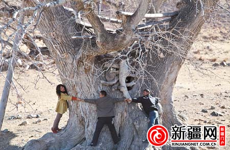 三名工作人员手拉手才围住白杨树树干的三分之一