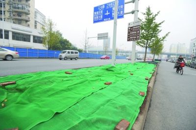 武汉：绿化带裸土披上“绿衣”（图）