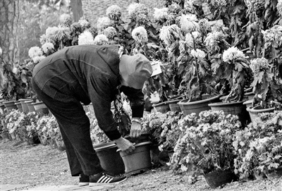 北京植物园内菊花开 双层花盆招“贼”来