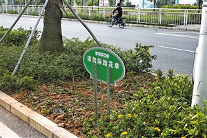 市民无视创业一路的温馨提示，仍将绿化带上新种下的植物踩烂。