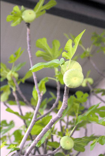 寒冬里，小小无花果挂满枝头