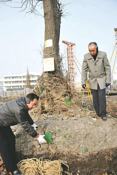 江苏：兴化刘先生想给百年古银杏找个新家