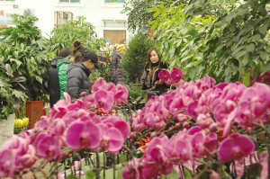 辽宁：年宵花卉提前登场 迎接“两节”